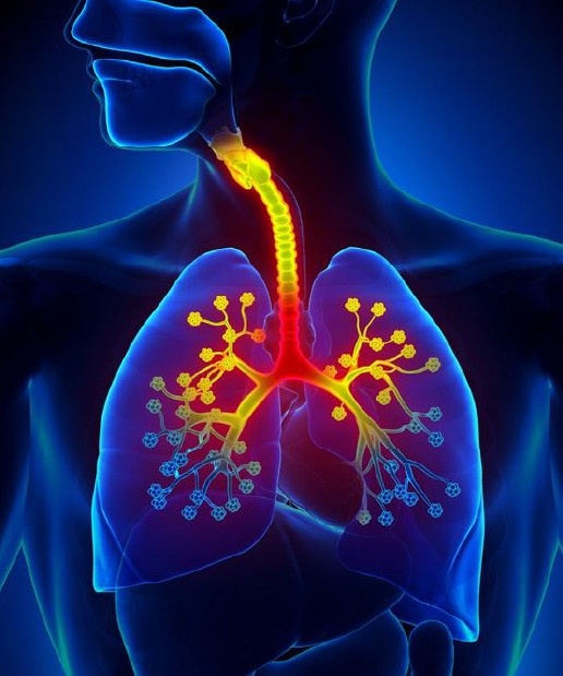 CTScanChest