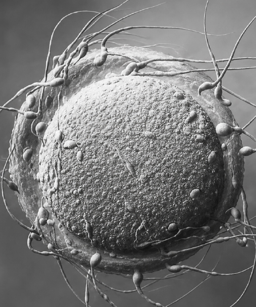 IVF