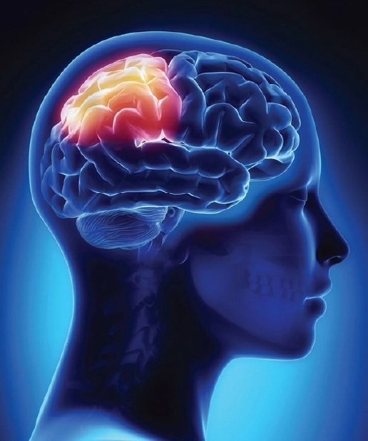 Head