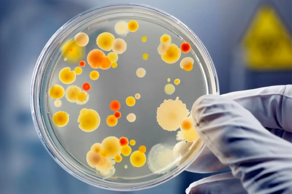 Microbiology & Culture