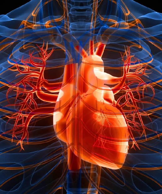 Vascular & Aortic Studies