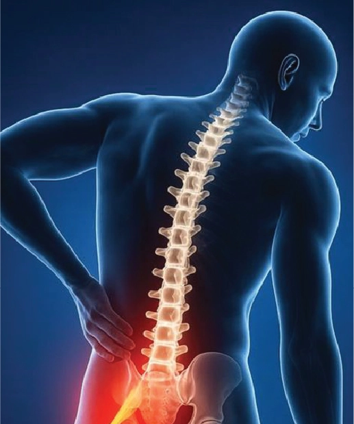 Spine & Back